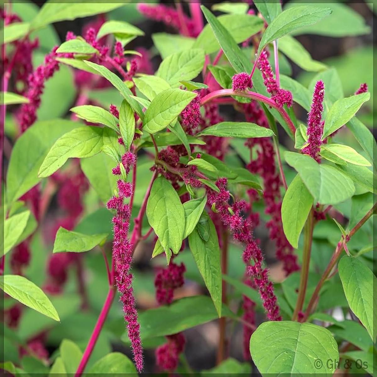 Amaranthus Love Lies Bleeding Red Amaranthus Caudatus - Bulk Seeds for Colorful Flower Beds