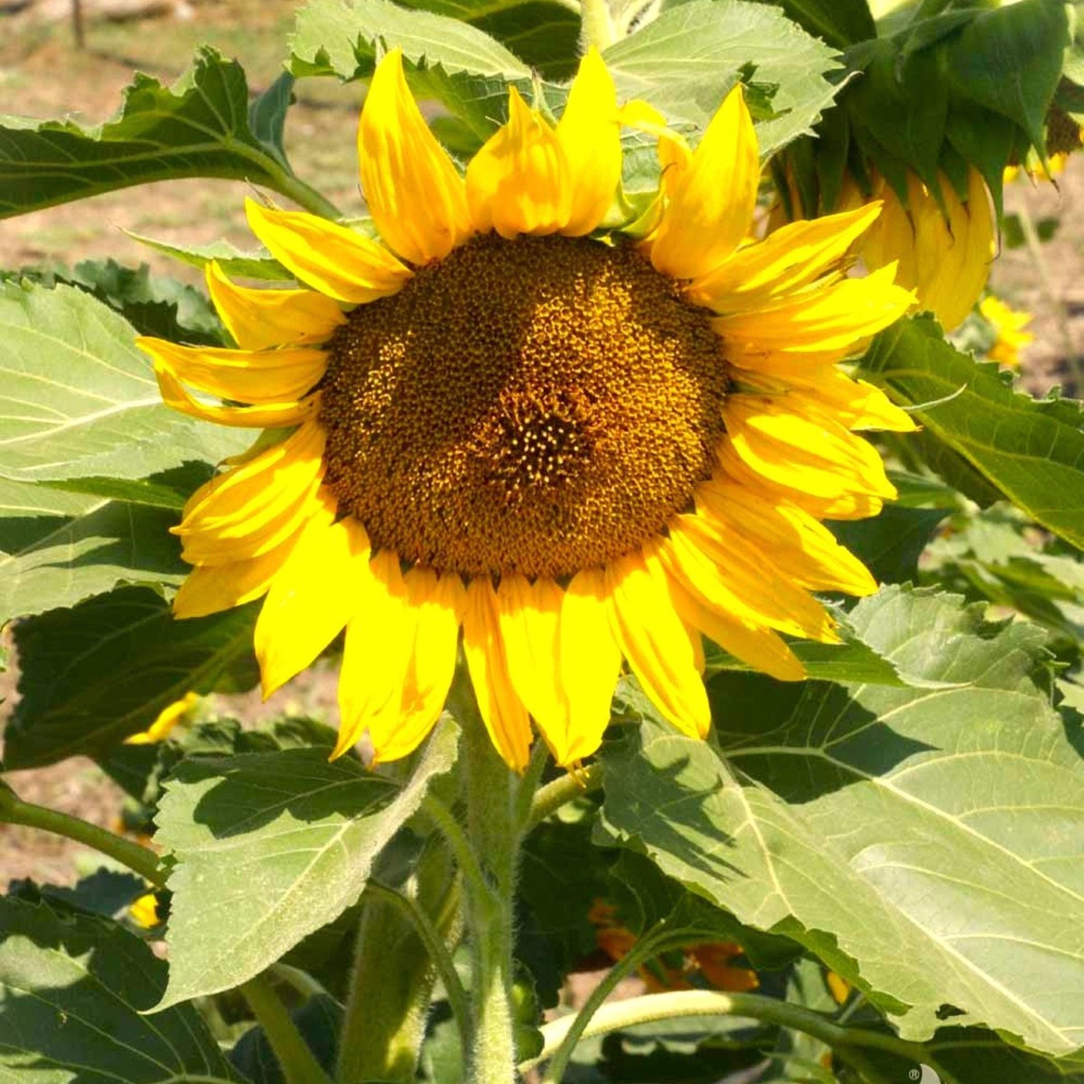 Dwarf Sunspot Sunflower Seeds for Planting Heirloom, Non-GMO, Easy to Grow, Annual