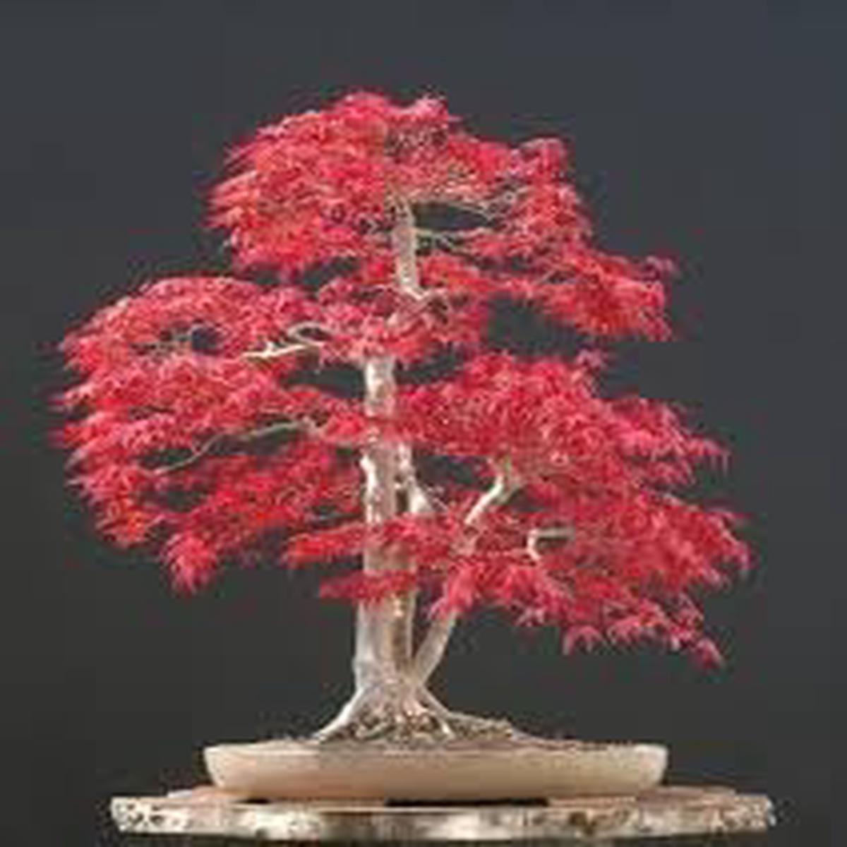Heirloom Maple Flower Seeds for Planting, Non-GMO