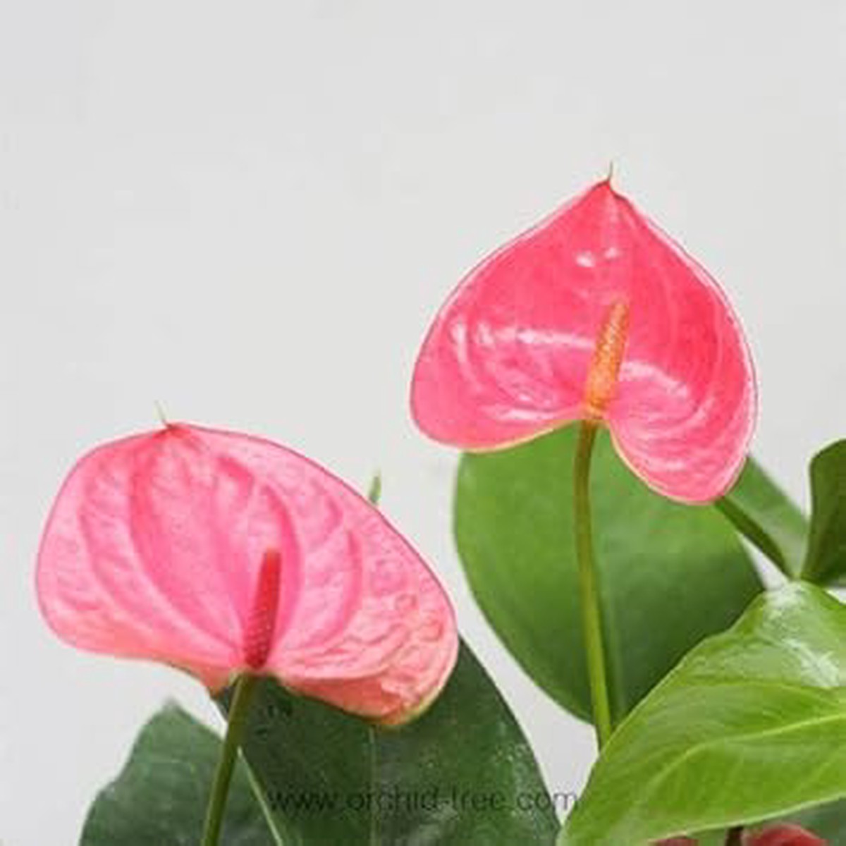 Heirloom Non-GMO Anthurium Flower Seeds for Planting Pink Exotic Blooms