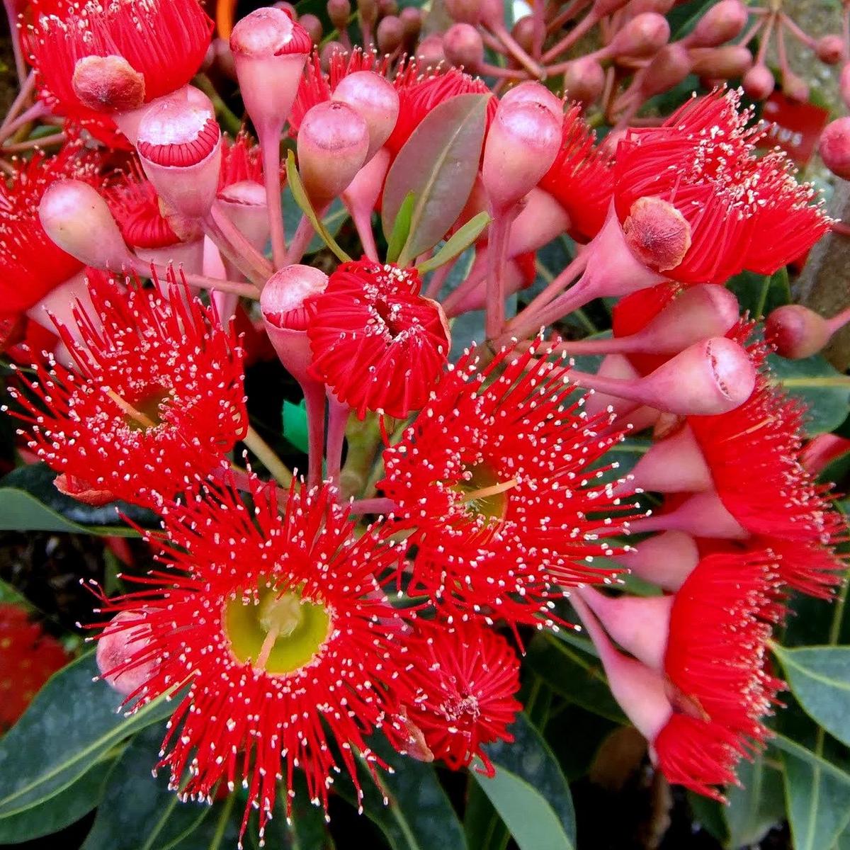 Organic Ficifolia Flower Seeds for Planting Heirloom, Non-GMO