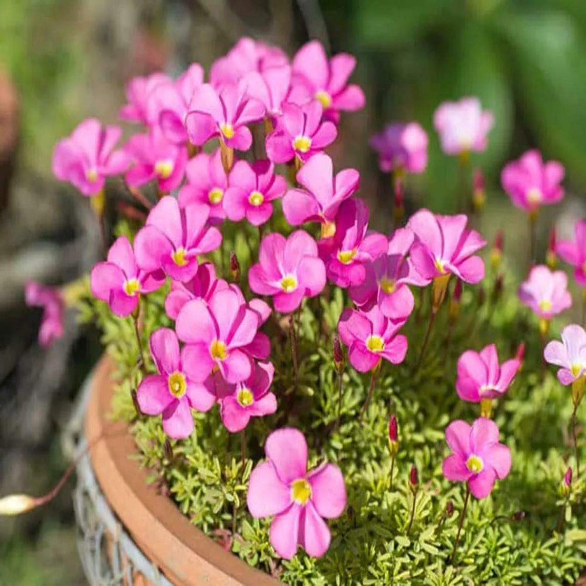 Oxalis Flower Seeds for Planting Compact Growth, Heirloom, Non-GMO, High Germination Seeds