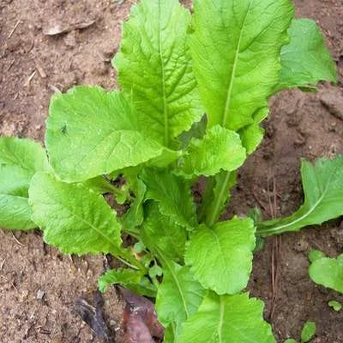 Root Vegetable Seed Garden Collection, Heirloom Seeds for Planting, Top Varieties, Non-GMO