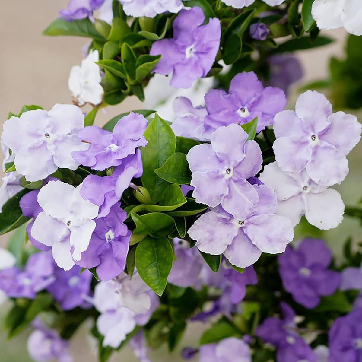 Yesterday-Today-and-Tomorrow (Brunfelsia pauciflora) Flower Seeds Heirloom, Non-GMO, Fragrant, Perennial