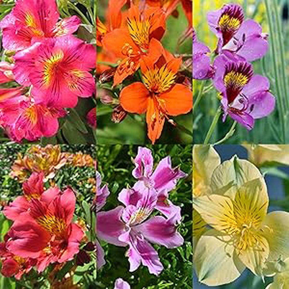 Alstroemeria Alstroemeria spp Flower Seeds for Planting in Flower Bed