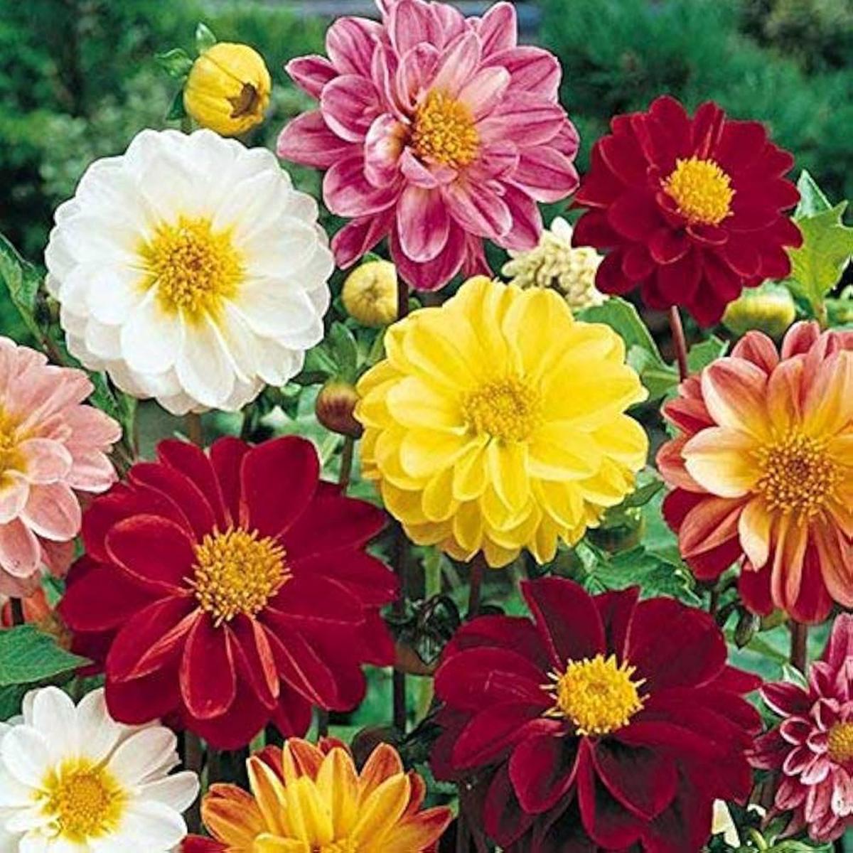 Dahlia Mignon Mix Seeds for Planting Patio Garden Flower Pots