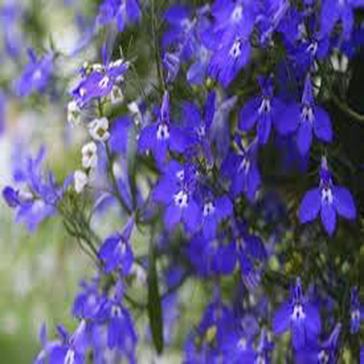 Erinus Flower Seeds for Planting - 100 pcs
