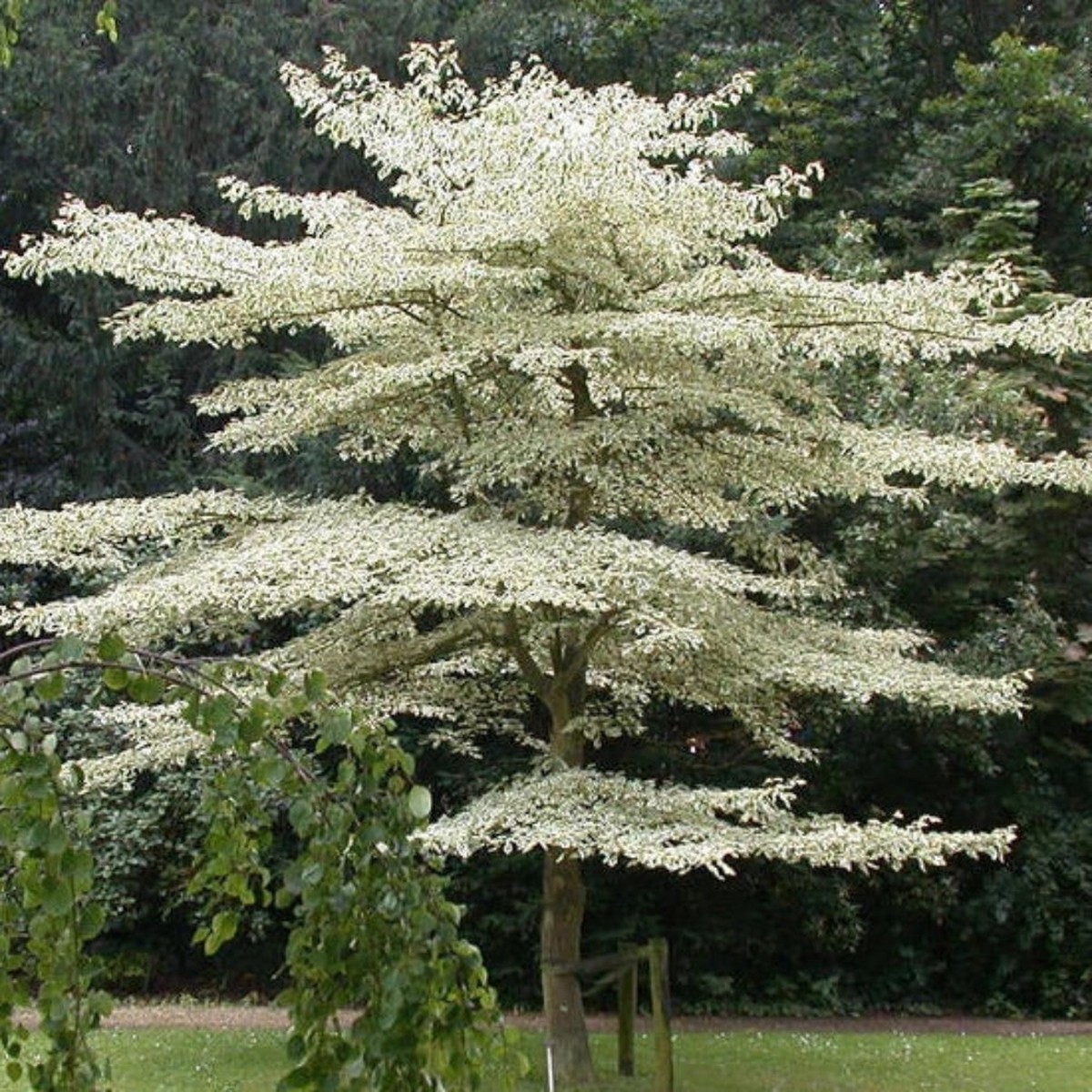 Giant Dogwood Cornus controversa Tree Seeds Heirloom, Non-GMO, High Germination Organic Garden Seeds