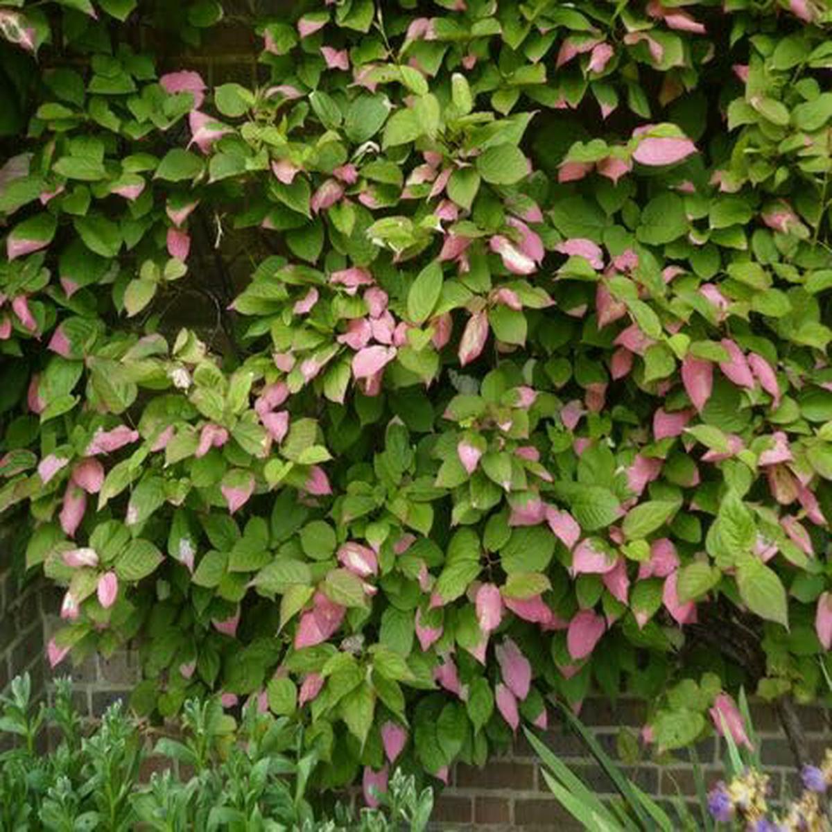 Green Pink Actinidia Kolomikta - Heirloom, Non - Gmo Seeds