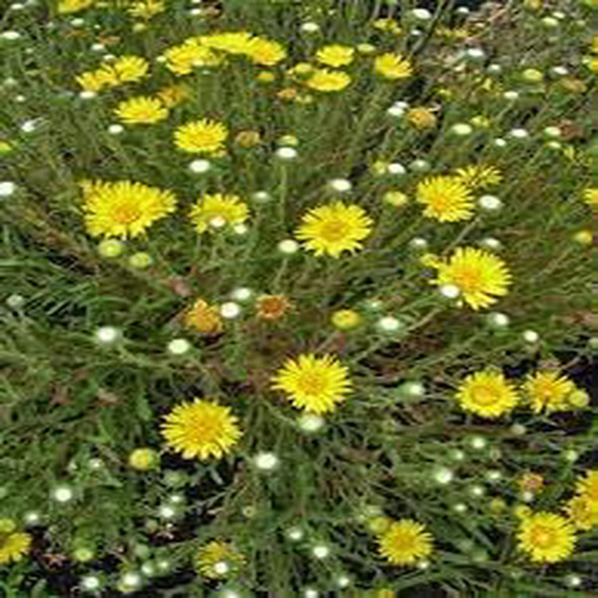 Grindelia Flower Seeds for Planting - 100 pcs