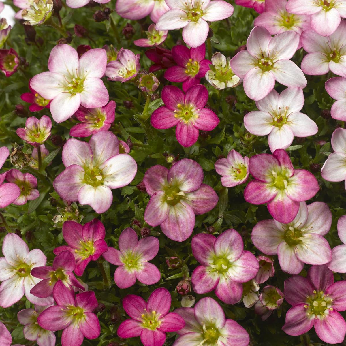 Heirloom Saxifrage Rose Seeds for Planting Non-GMO, High Germination Organic Garden Seeds