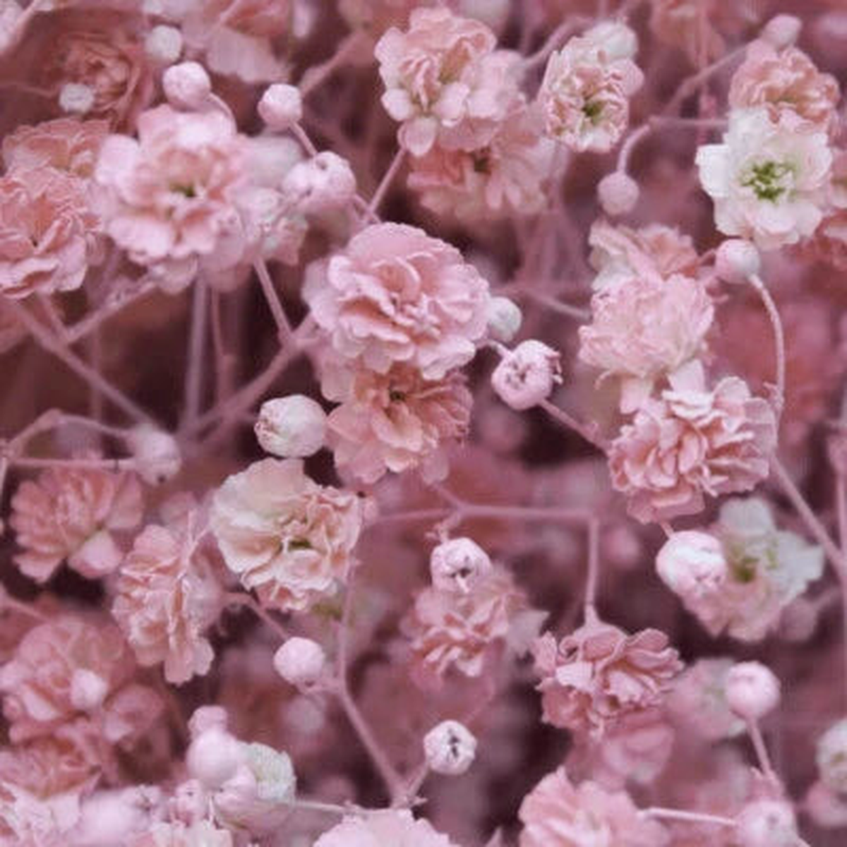 Pink Baby's Breath Seeds for Planting , Non-GMO Free Ship Heirloom