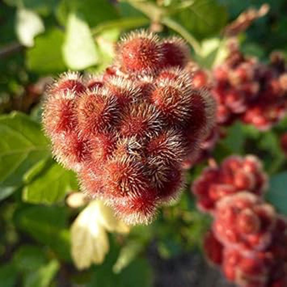 Red Rhus Aromatica Plant Seeds for Planting - NON GMO Seeds