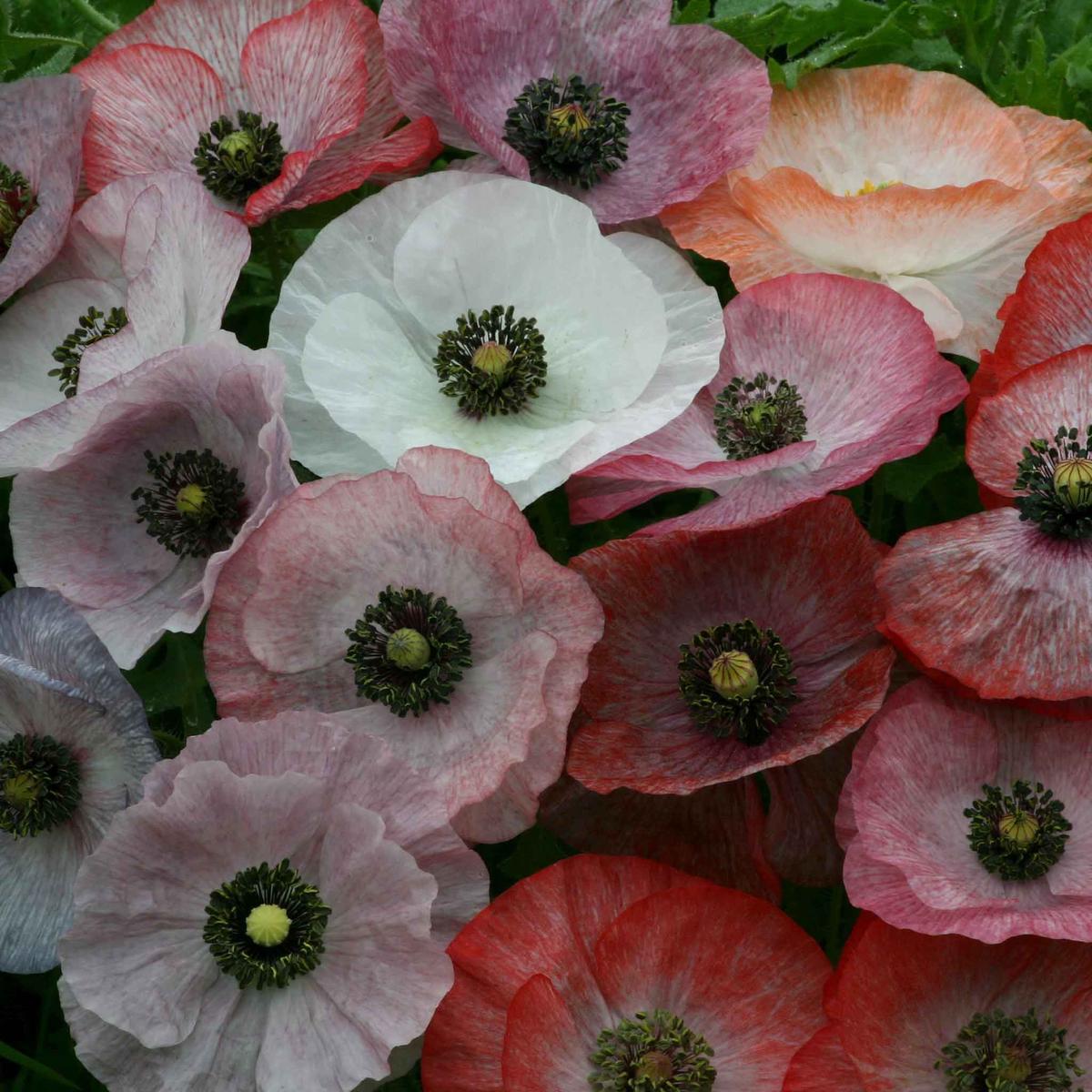 Shirley Poppy Seeds - Mother of Pearl Mix