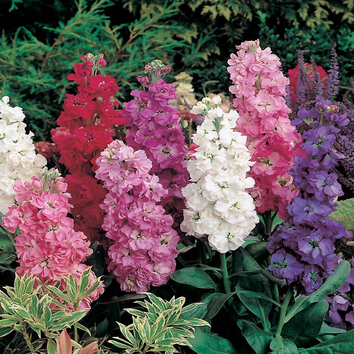 Stock Excelsior Mixed Seeds