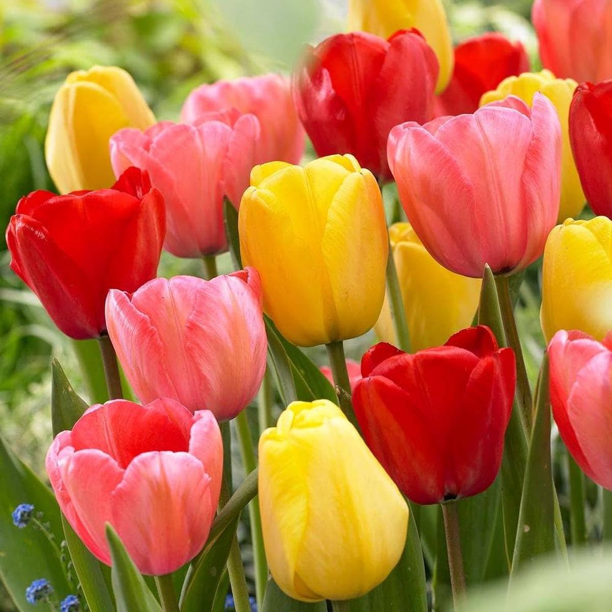 Tulip Tulipa Gesneriana Double Flower Seeds for Planting Rare Perennial Bonsai Variety for Indoor Pots | Pcs