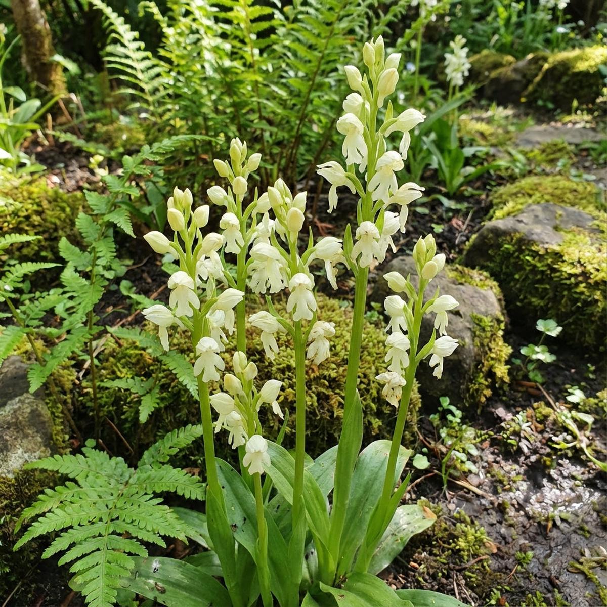 White Man Orchid Seeds for Planting Unique Flowering Plant Seeds
