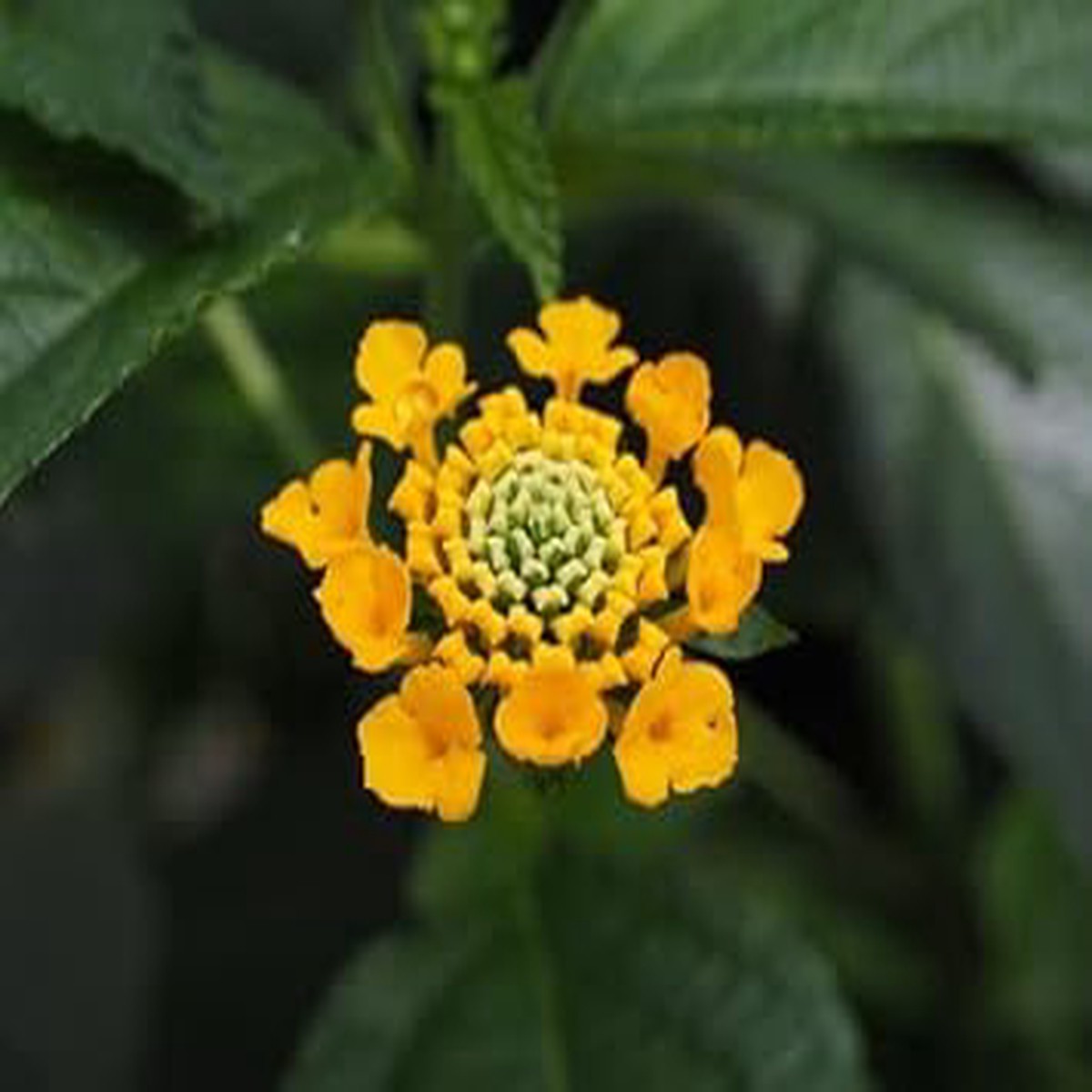 Yellow Verbena Flower Seeds for Planting Heirloom, Non-GMO, Organic