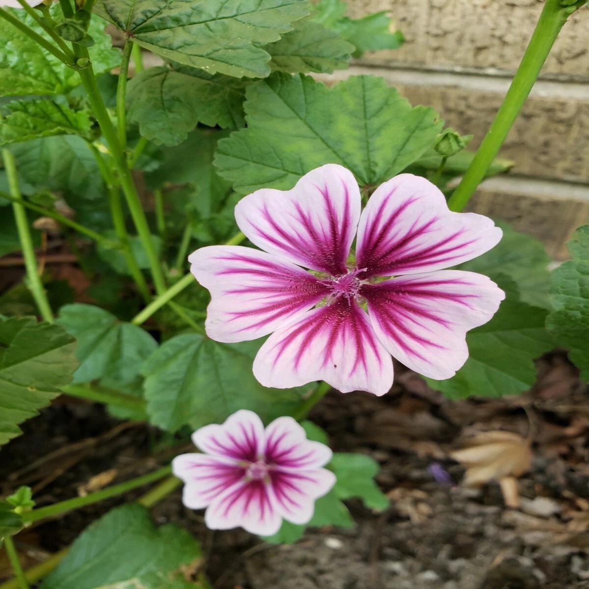 Zebrina Zebra Hollyhock Seeds Seeds Heirloom, Non-GMO, High Germination Organic Garden Seeds