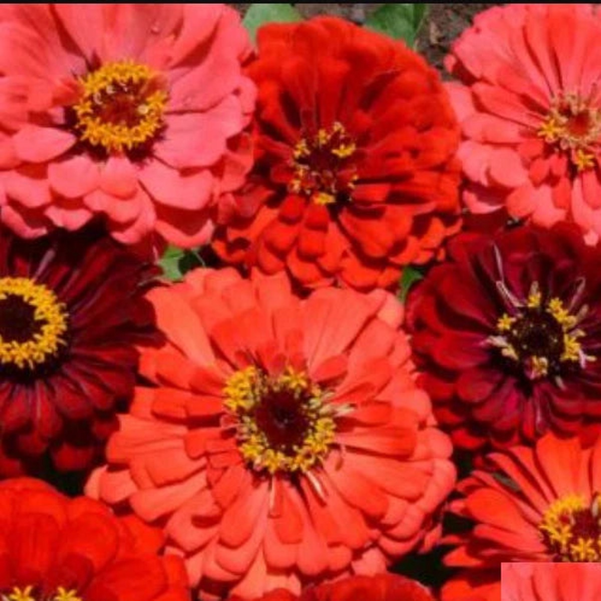 Zinnia BERRY TART MIX Fiery Vibrant Blooms Hummingbirds Butterflies Seeds Heirloom, Non-GMO, High Germination Organic Garden Seeds