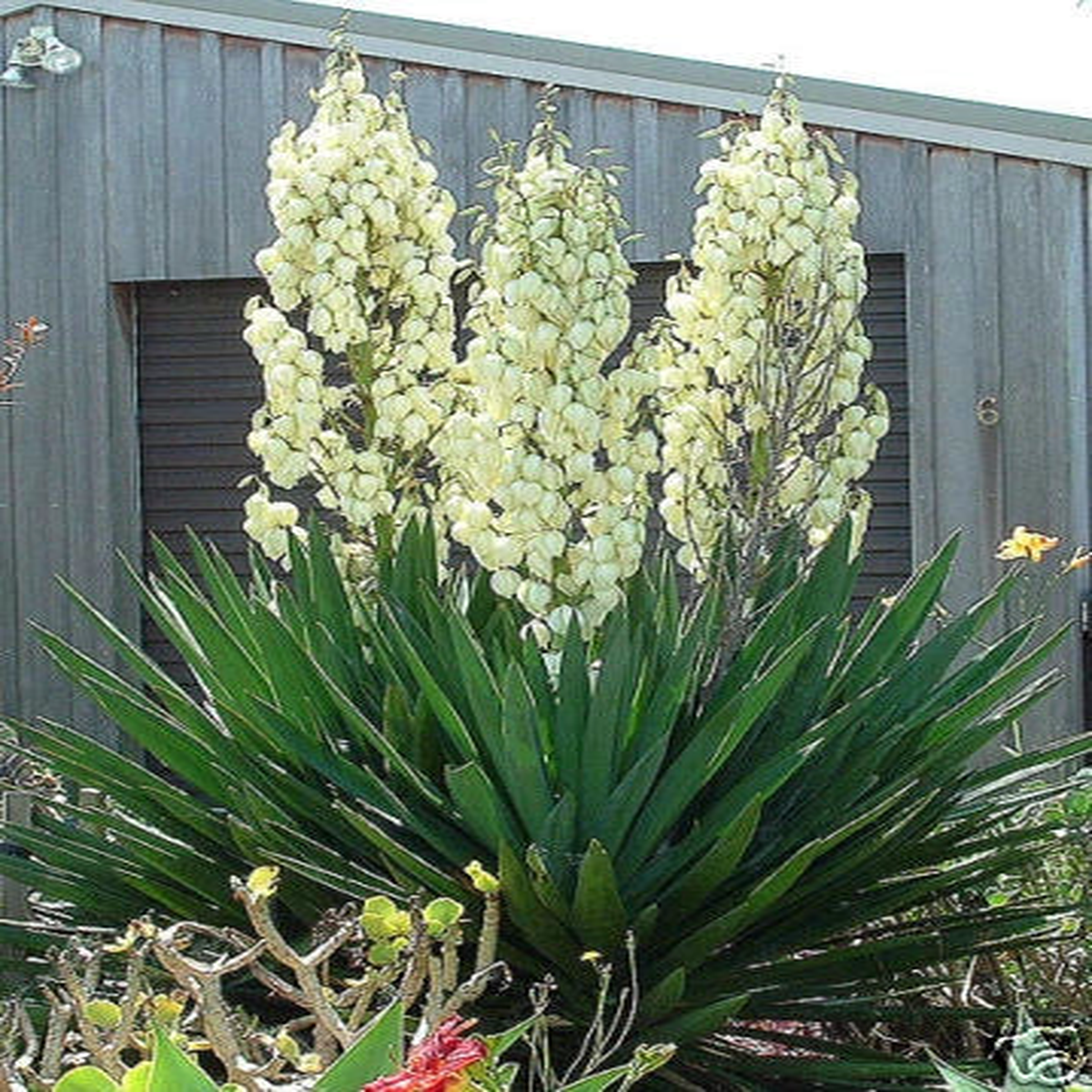 Adams Needle Yucca filamentosa Shrub Seeds Showy Hardy Evergreen  Heirloom, Non-GMO, High Germination Organic Garden Seeds