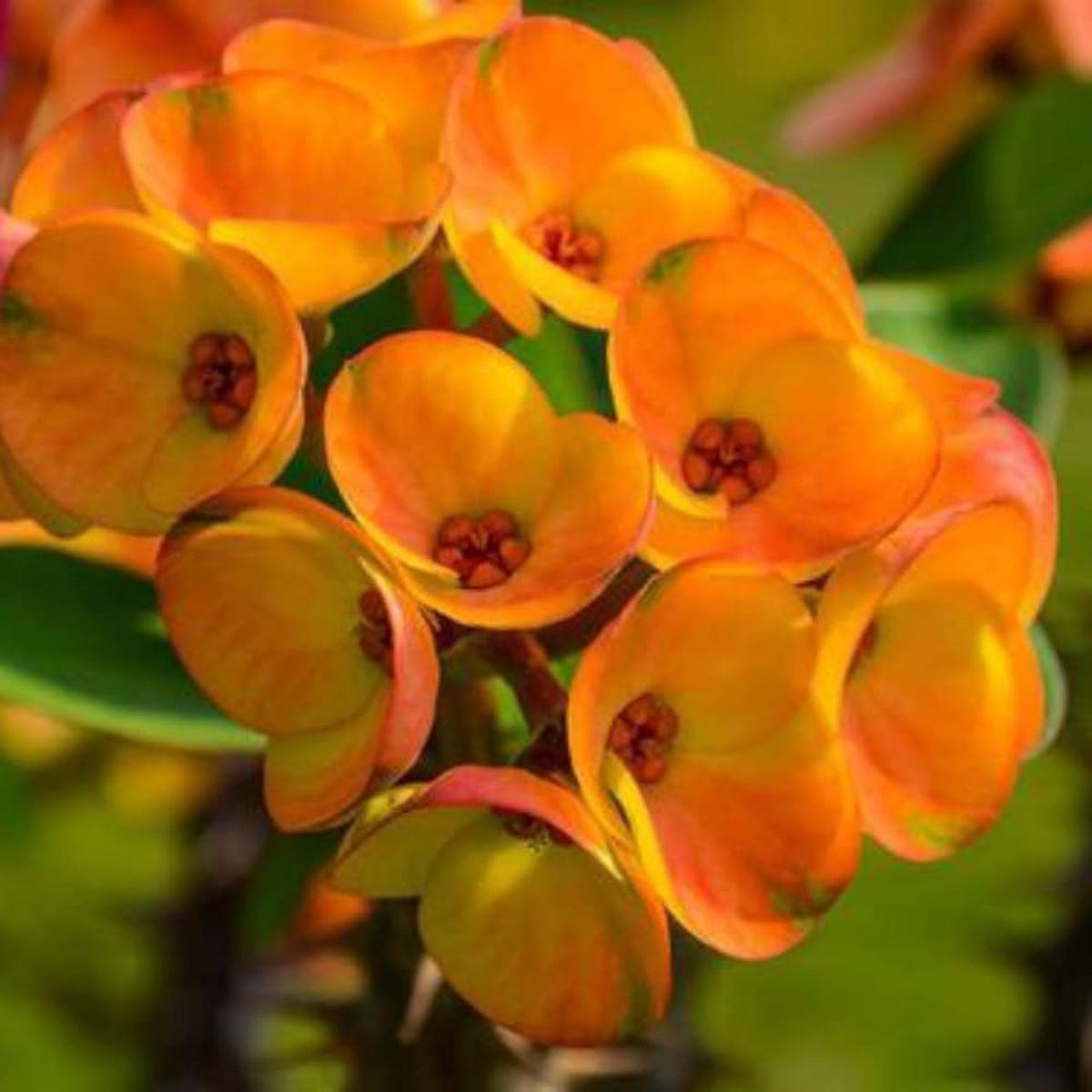 Gibraltar Seeds for Planting Orchids Gibraltar for flower beds and container gardens