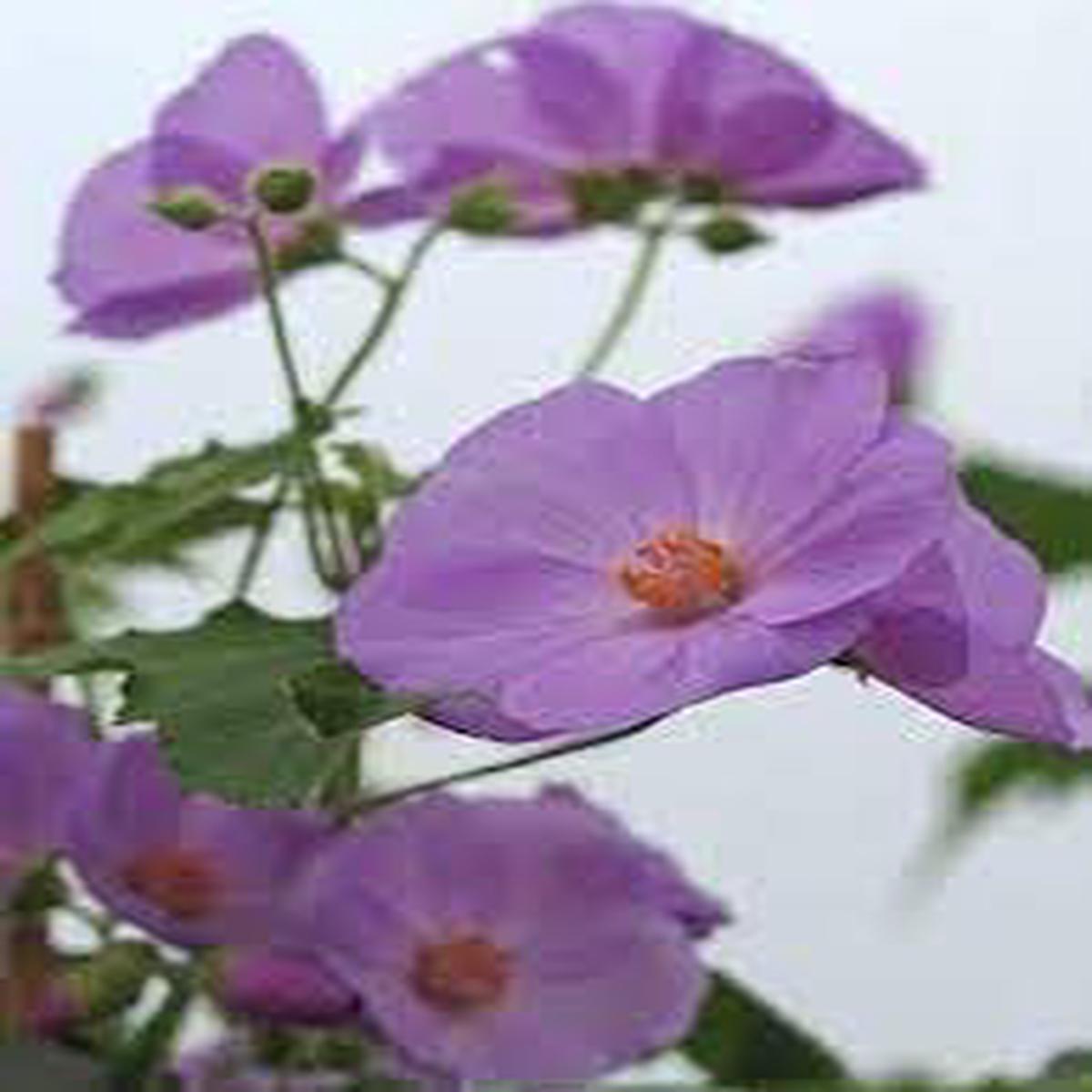 Heirloom Non-GMO Purple Abutilon Striatum Flower Seeds for Planting