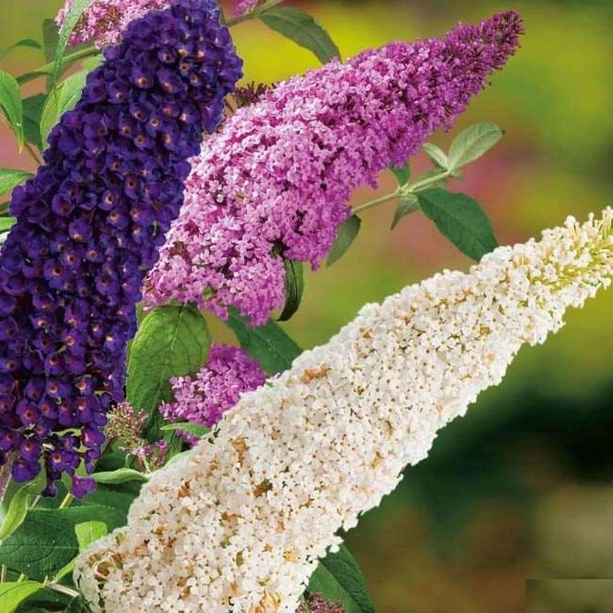 Mixed Buddleia Flower Seeds for Planting Heirloom, Non-GMO, High Germination Organic Garden Seeds