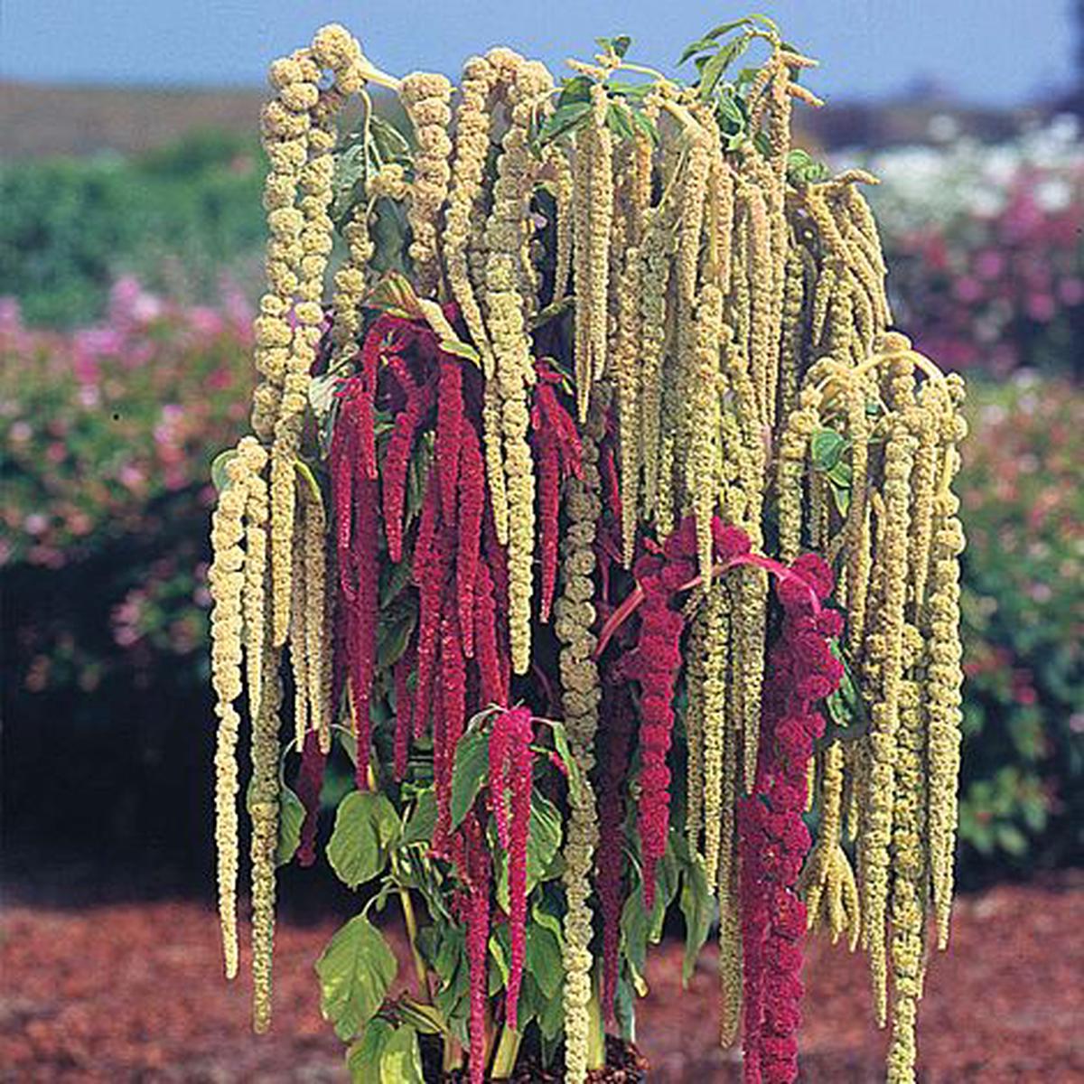 Mixed Caudatus Flower Seeds for Planting Non-GMO, Heirloom, High Germination Seeds