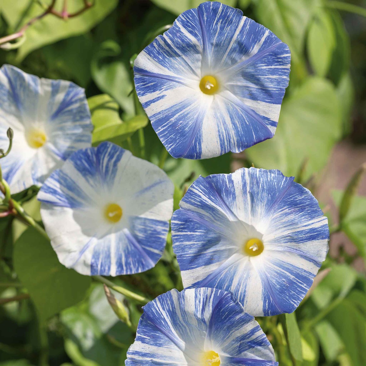 Morning Glory Seeds - Flying Saucers