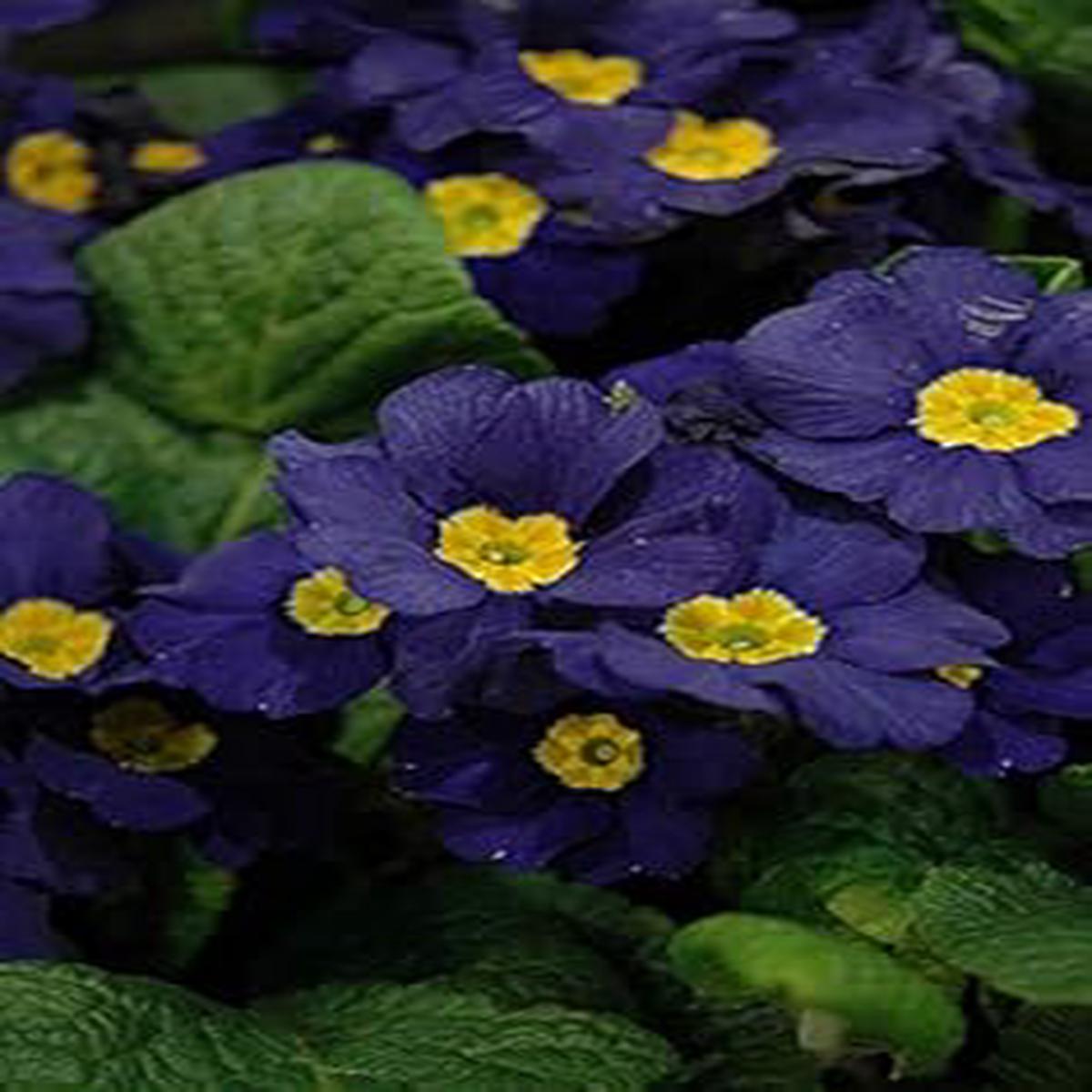 Organic Heirloom Navy Blue Primula Flower Seeds Non-GMO Vibrant Seeds for Planting