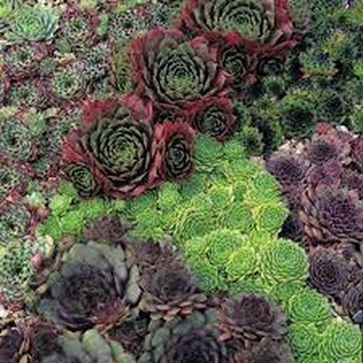 Organic Sempervivum Flower Seeds for Planting Heirloom, Non-GMO