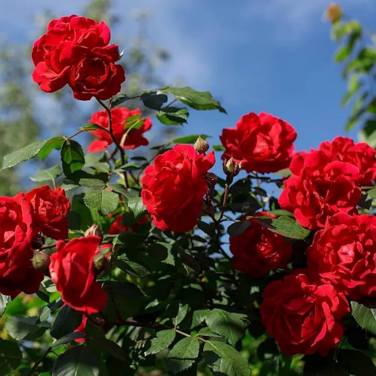 Red Climbing Rose Seeds Heirloom Non-GMO High Germination Flower Seeds for Garden Planting