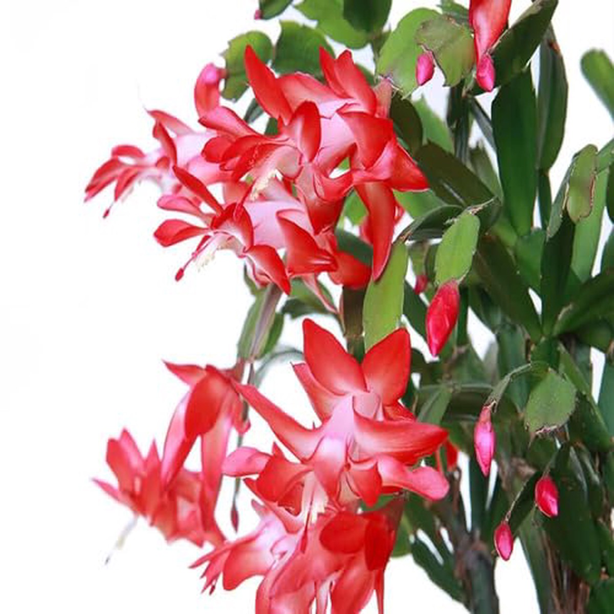 Red Schlumbergera Flower - Heirloom, Non - Gmo Seeds