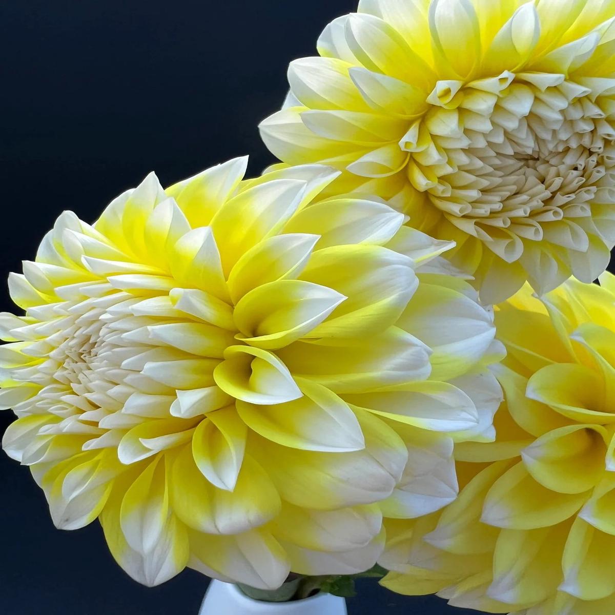 Yellow Two Color Dahlia Flower Seeds for Planting  Heirloom Non-GMO High Germination