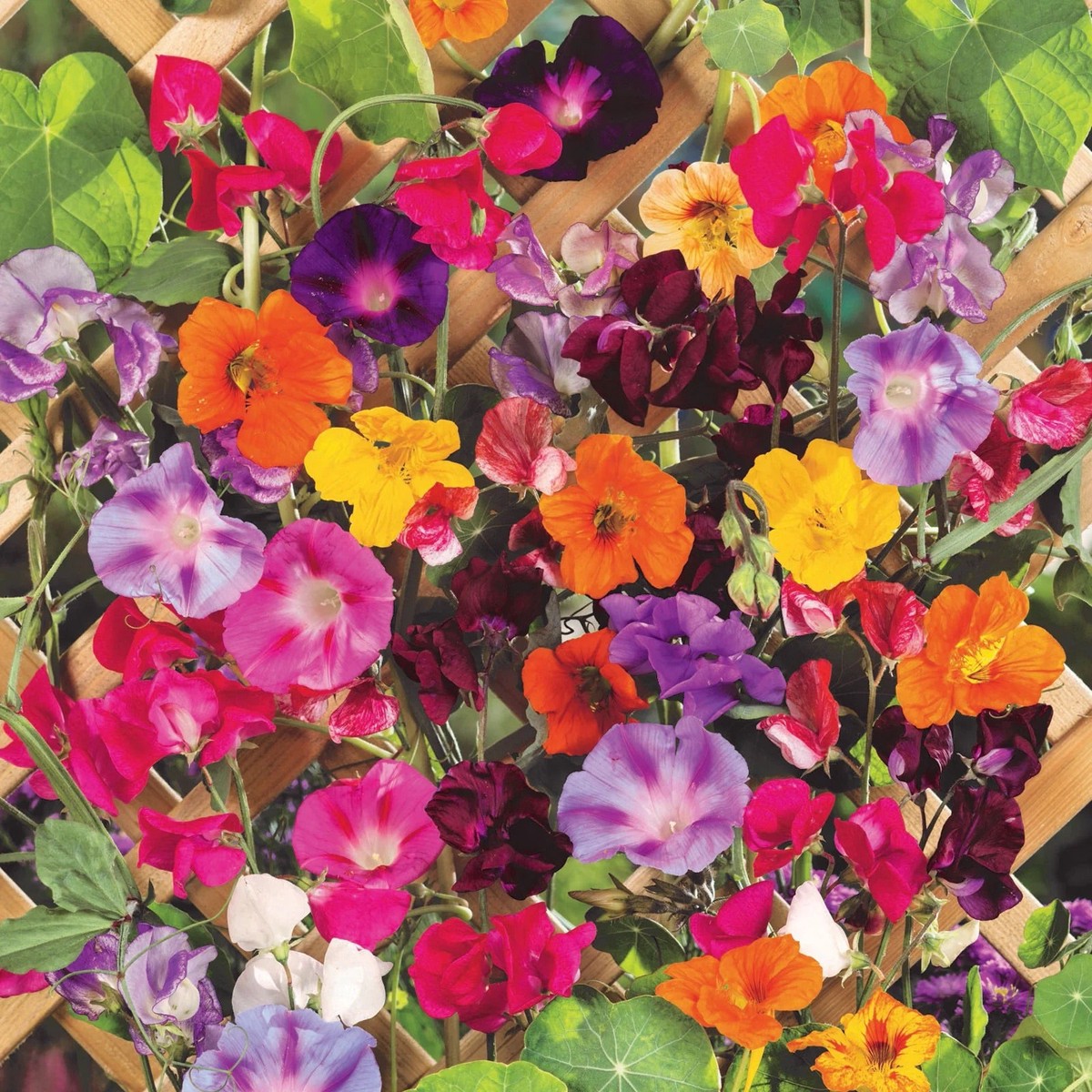 30 Climbing Vine Flower Seed Mix