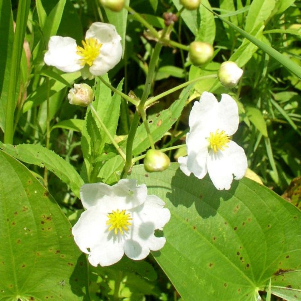 Broadleaf Arrowhead Flower Seeds for Planting Heirloom, Non-GMO, Aquatic, Perennial