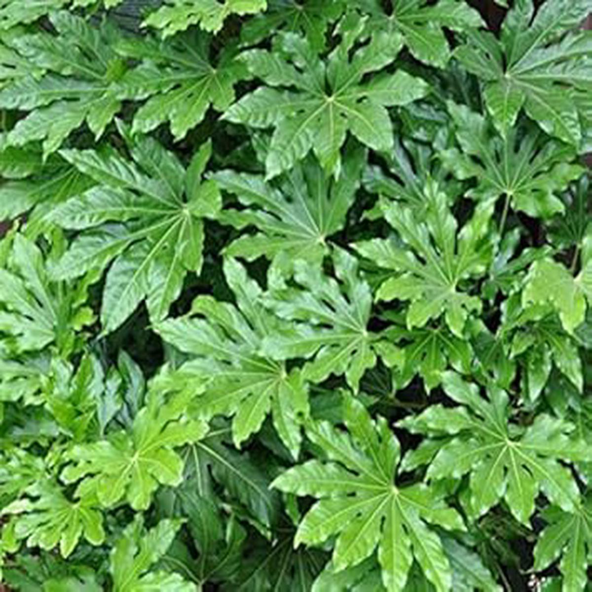 Green Aralia - Heirloom, Non - Gmo Seeds
