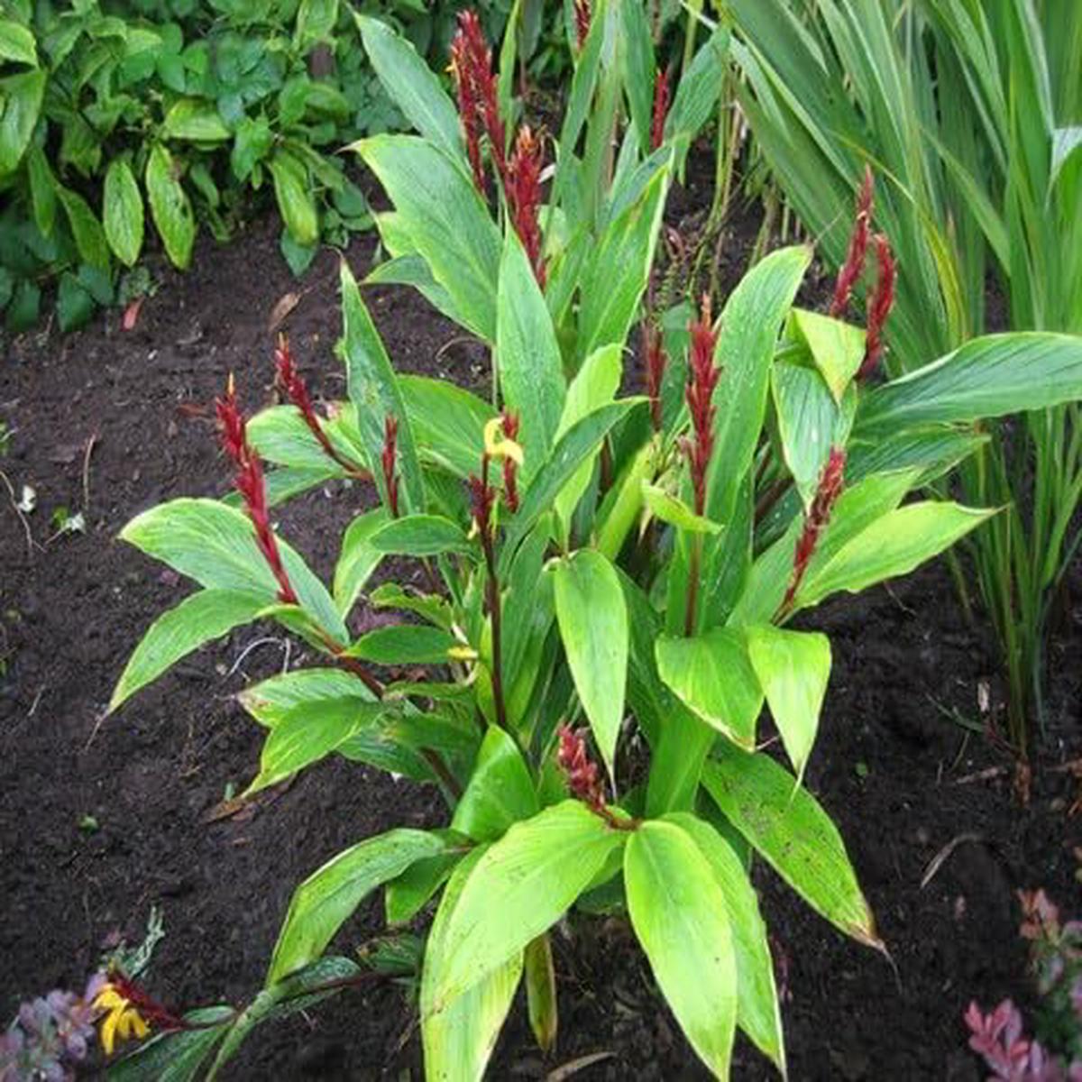 Green Cautleya - Heirloom, Non - Gmo Seeds