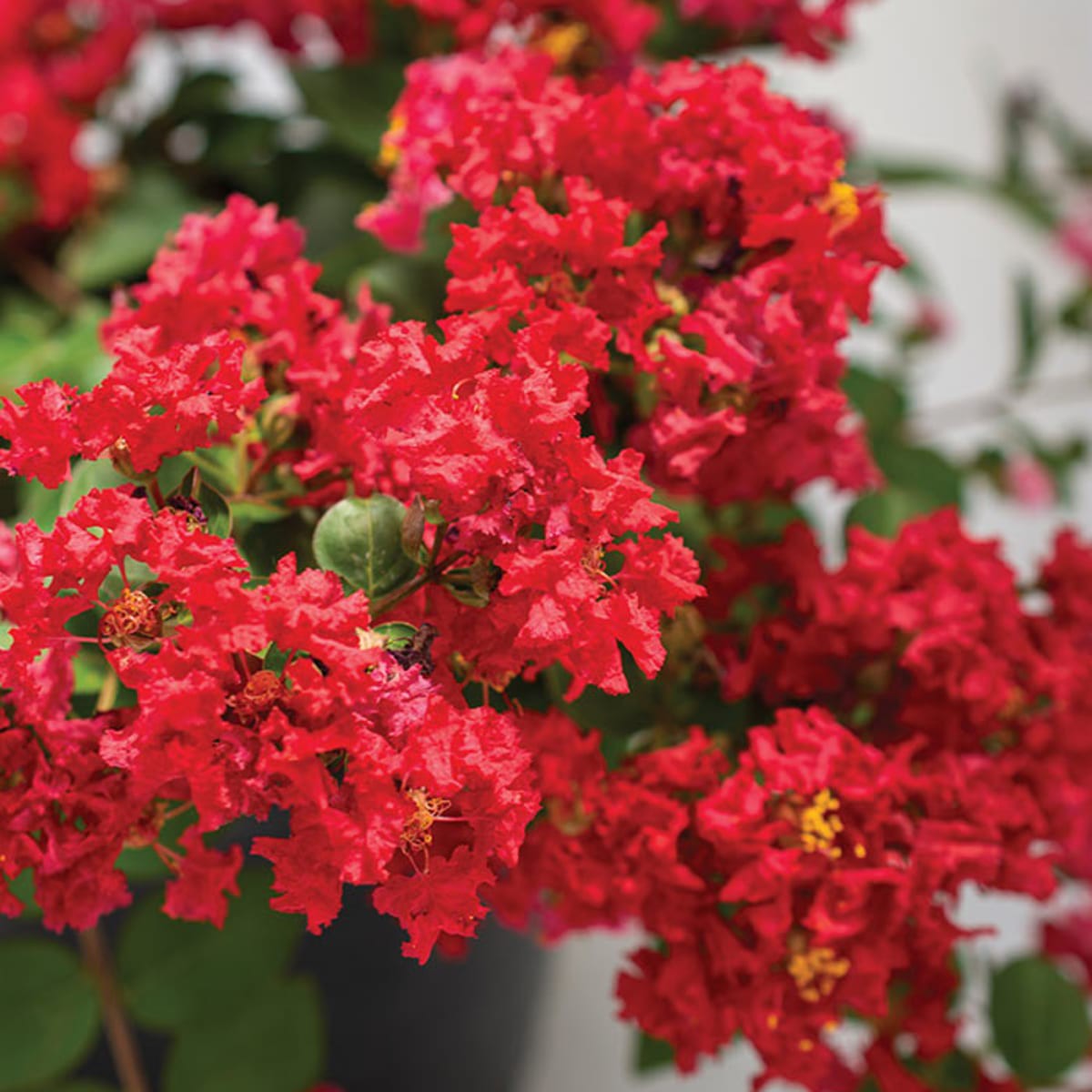 Lagerstroemia Flower Seeds Heirloom Non-GMO Crape Myrtle Seeds for Colorful Garden Blossoms