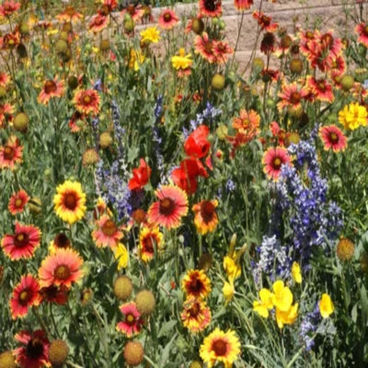 Landscaper's DRY AREA BLEND Wildflower Mix wPerennials Non-GMO Heirloom