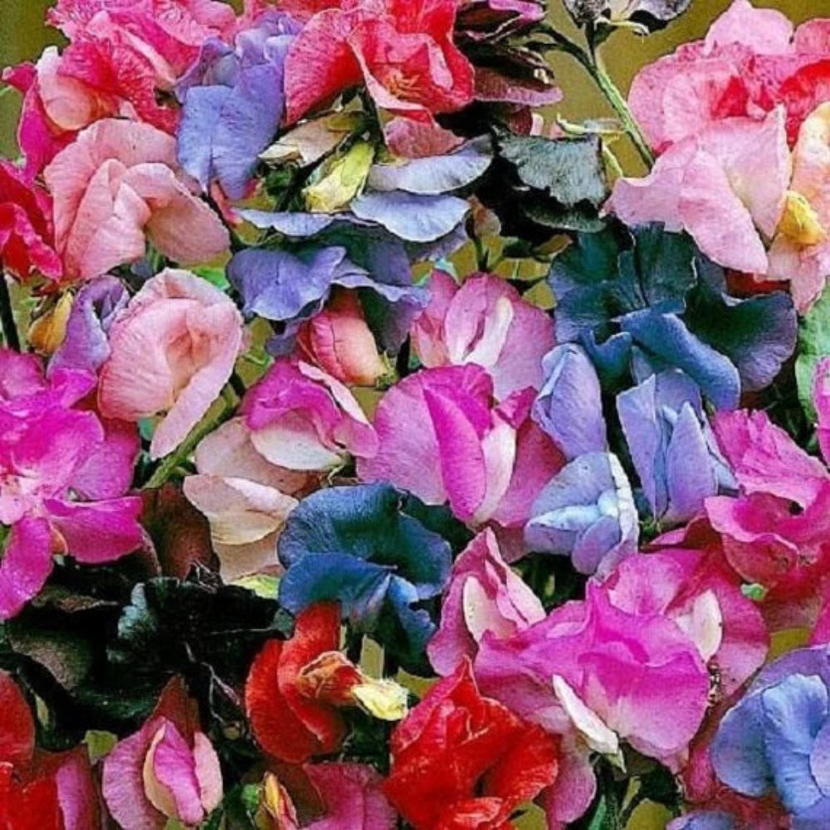 Lathyrus Sweet Pea Fragrant Mix Seeds for Aromatic, Colorful Flowers
