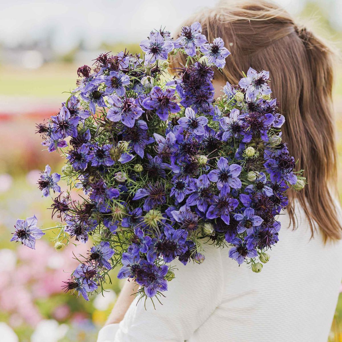 Love in a Mist Seeds - Midnight