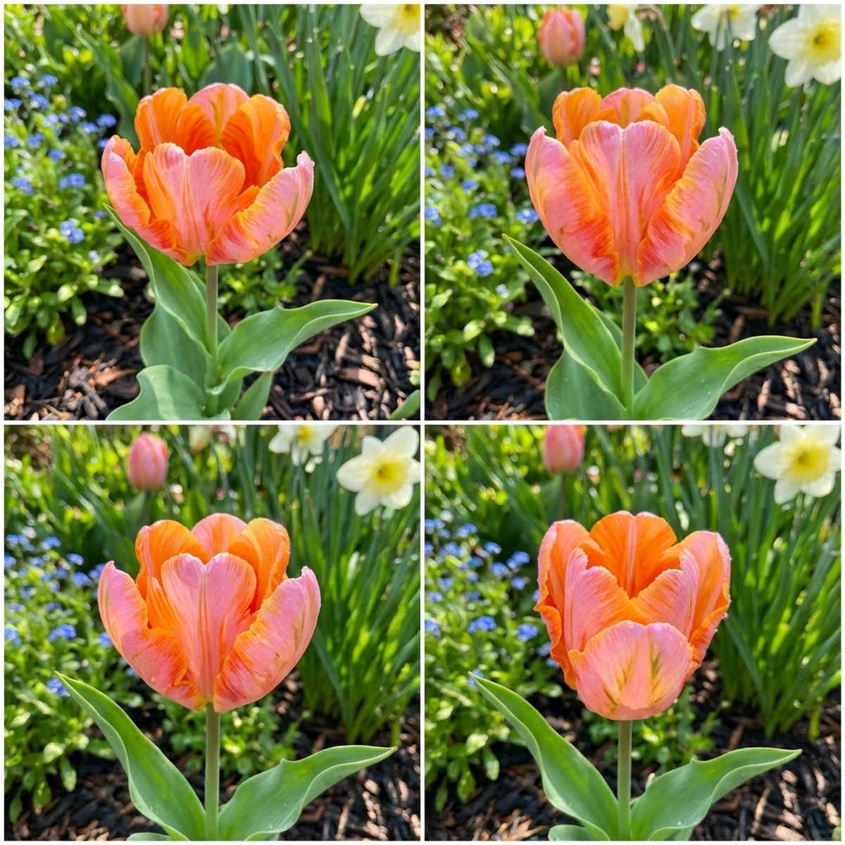 Orange and Pink Tulip Flower Seeds for Planting