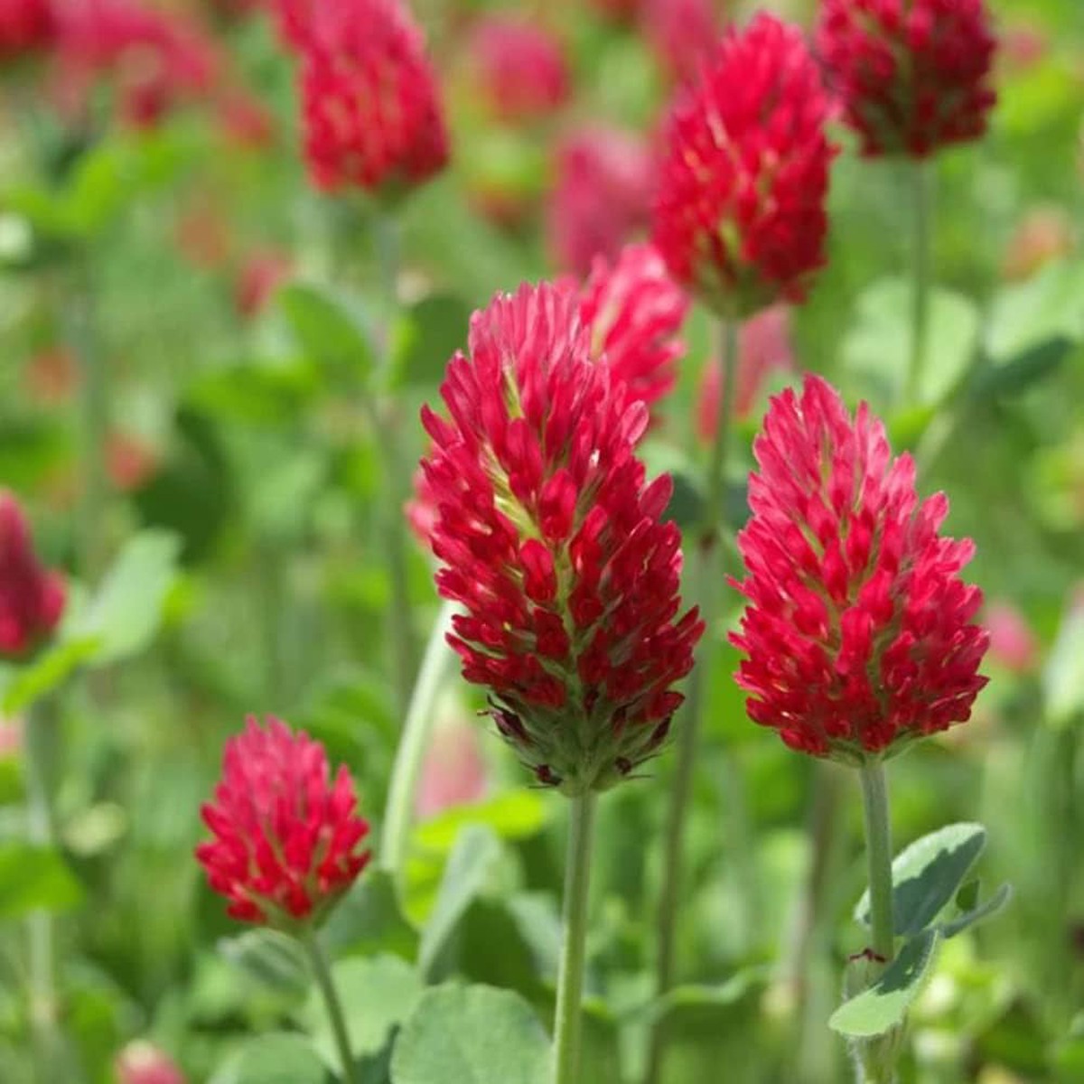 Red Crimson Flower Seeds for Planting NON GMO Seeds