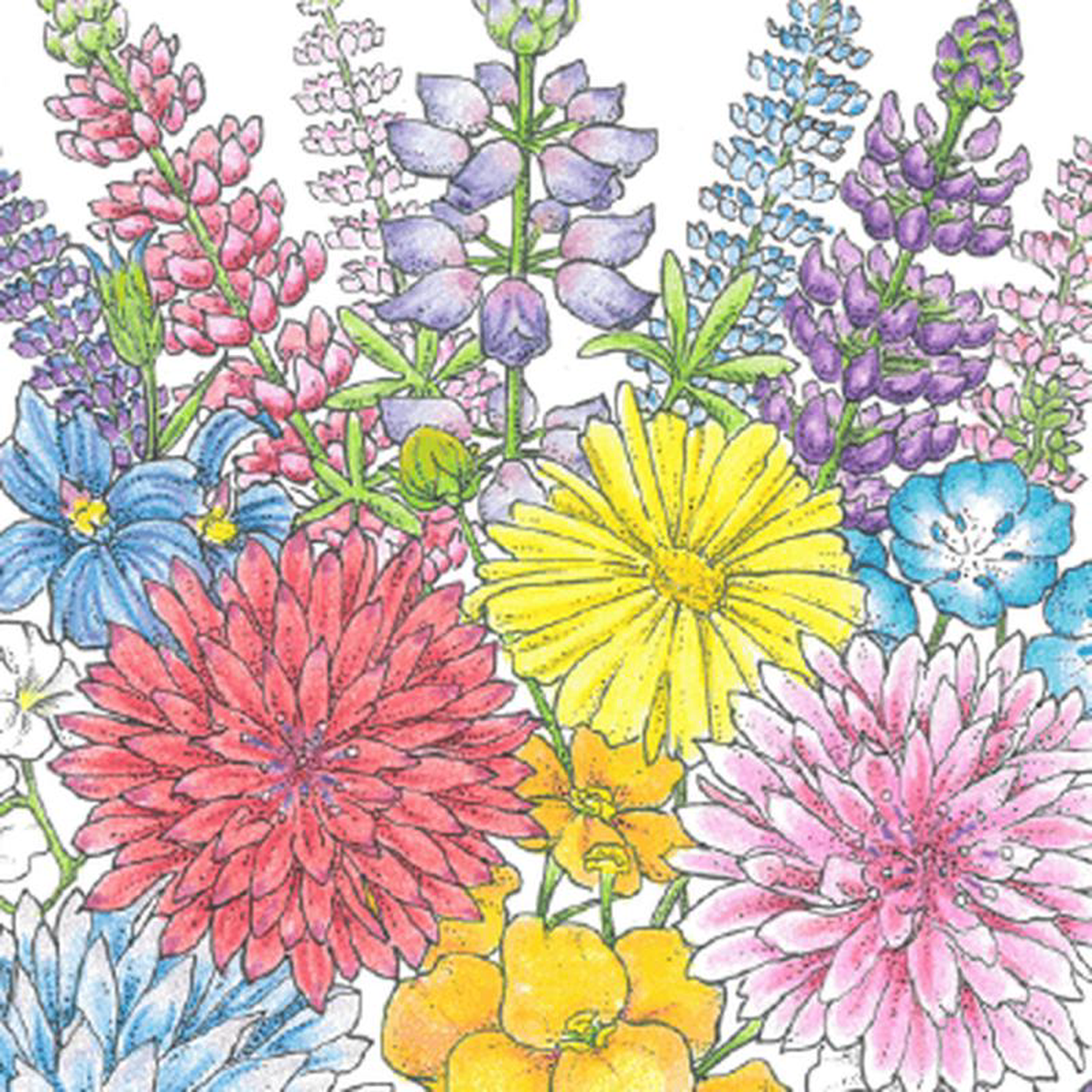 Regional Willamette Valley Wildflower Mix (lb)