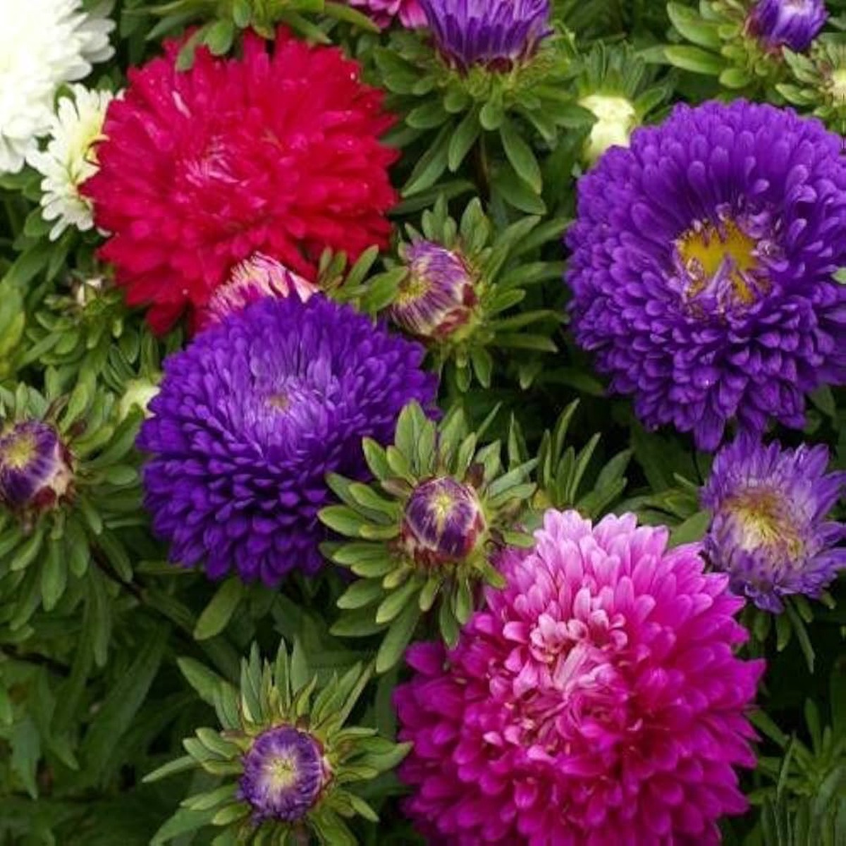 White Half Fresh Aster Milady Colorful Fall Gardens Flower Seeds Home Garden Planting,
