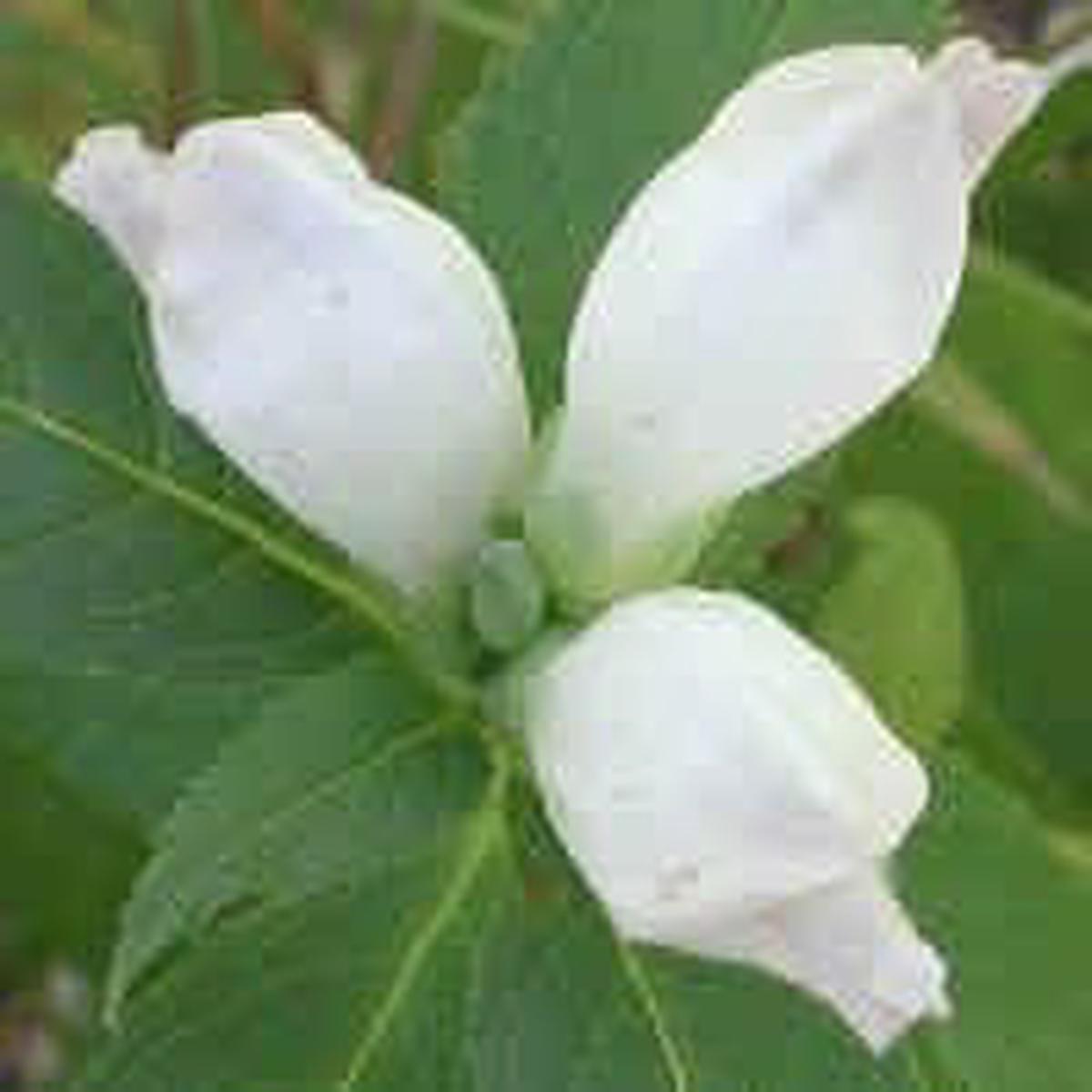 White Turtlehead Flower Seeds for Planting - 100 pcs