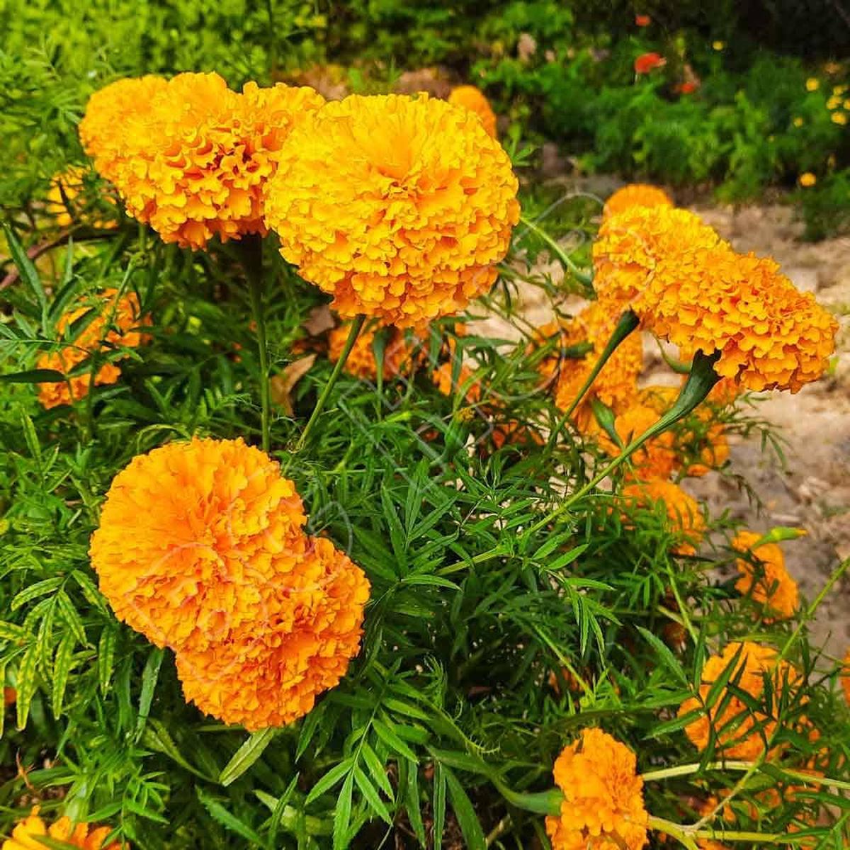 African Marigold Tagetes Seeds  Bright Orange-Yellow Flower Mix
