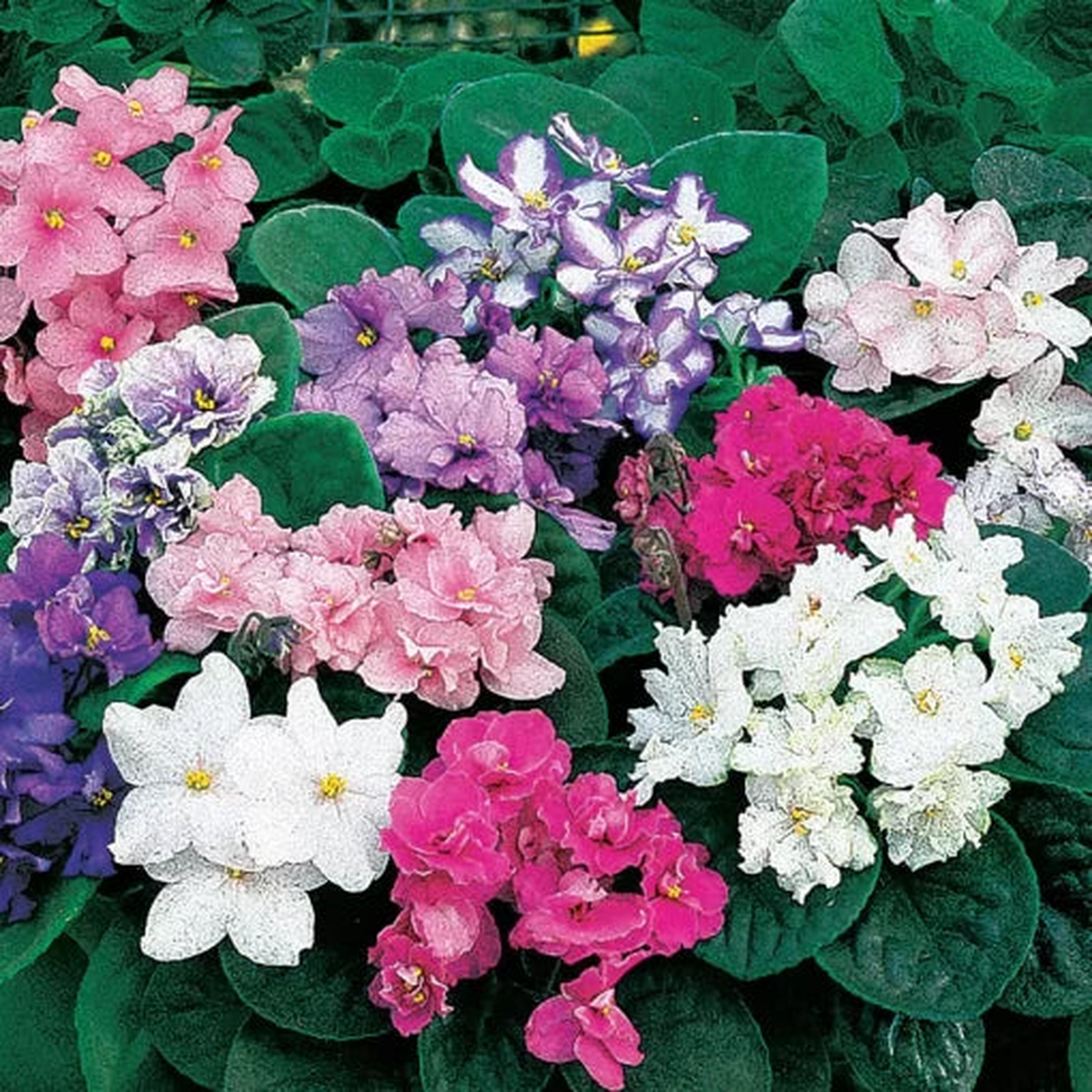 African Violet Seeds | Fantasy Hybrid Colorful Violet Mix  Heirloom, Non-GMO, High Germination Organic Garden Seeds